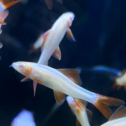 Ikan Redfin hitam dan albino | Ikan Pemaka Lumut Aquarium | Ikan Hias Air tawar