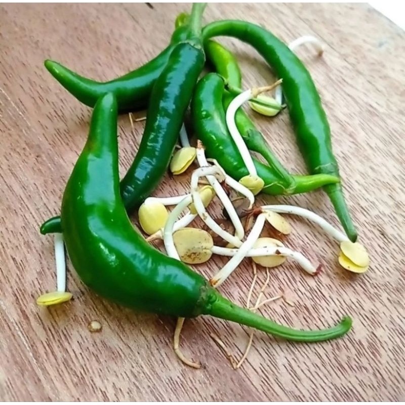 

Cabai Hijau+Ale