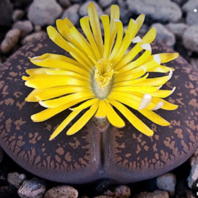 lithops jumbo 4cm up