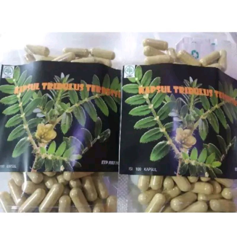 kapsul tribulus isi 300 nutrisi otot