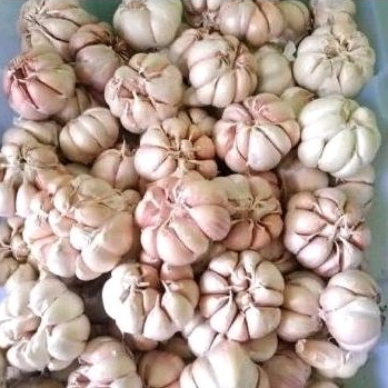 

bawang putih Kating kemasan 1/2 dan 1 kilo gram