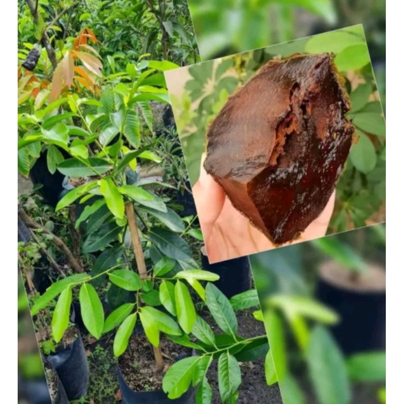 black sapote