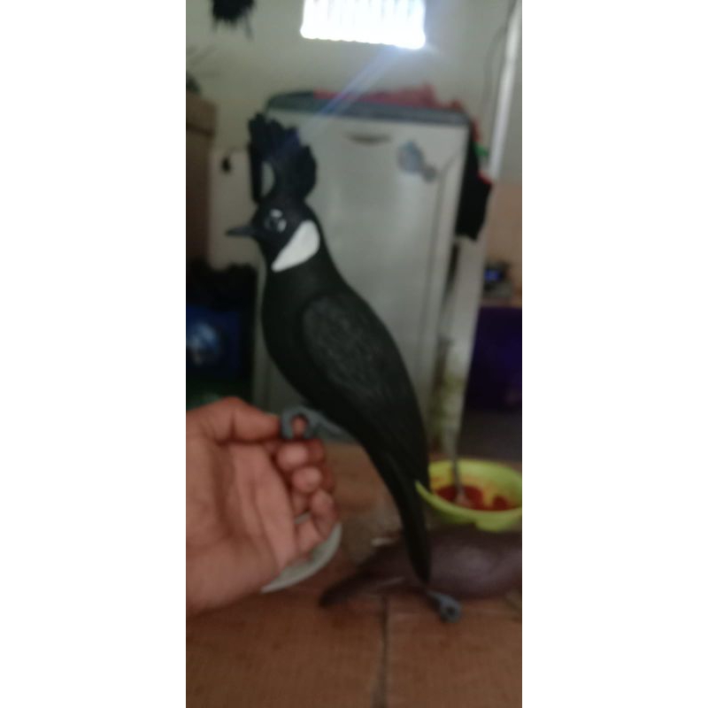 jontrot burung cililin hitam