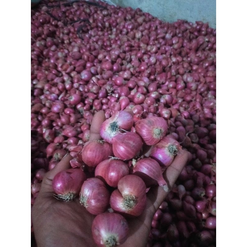 

BAWANG MERAH BEST SELLER SUPER LOKAL