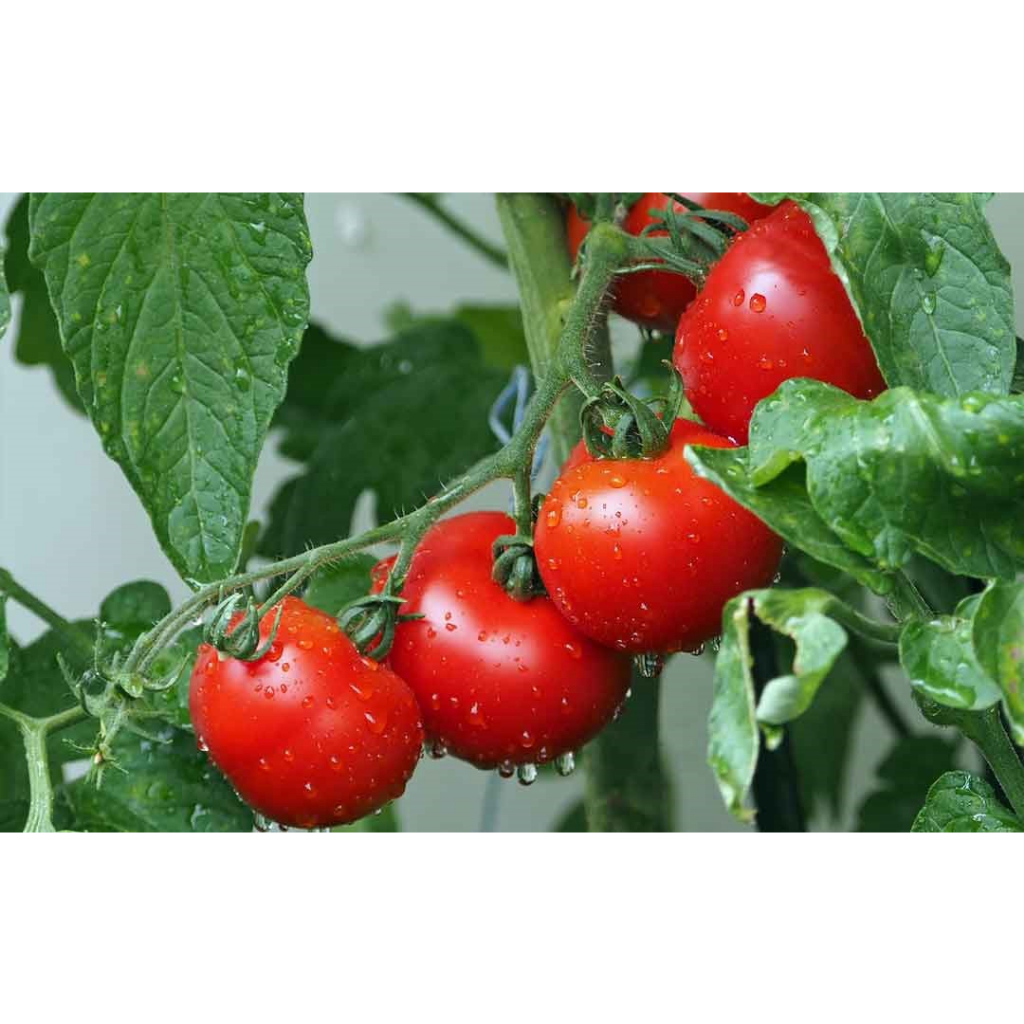 

Tomat Per 1/2 Kg