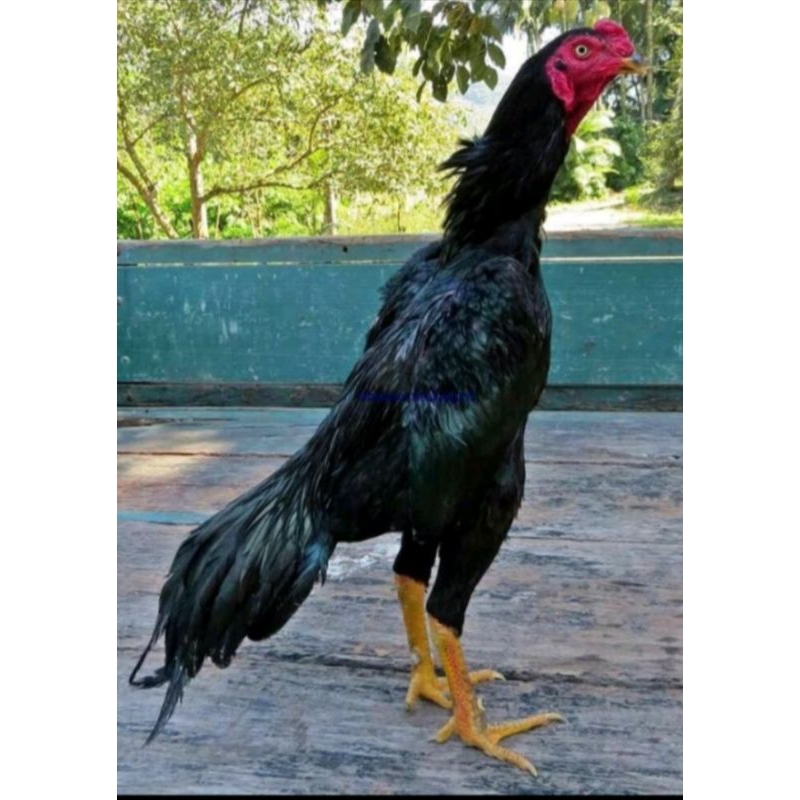 AYAM BANGKOK X MANGON USIA 4-5 BULAN_Jago janggaran.