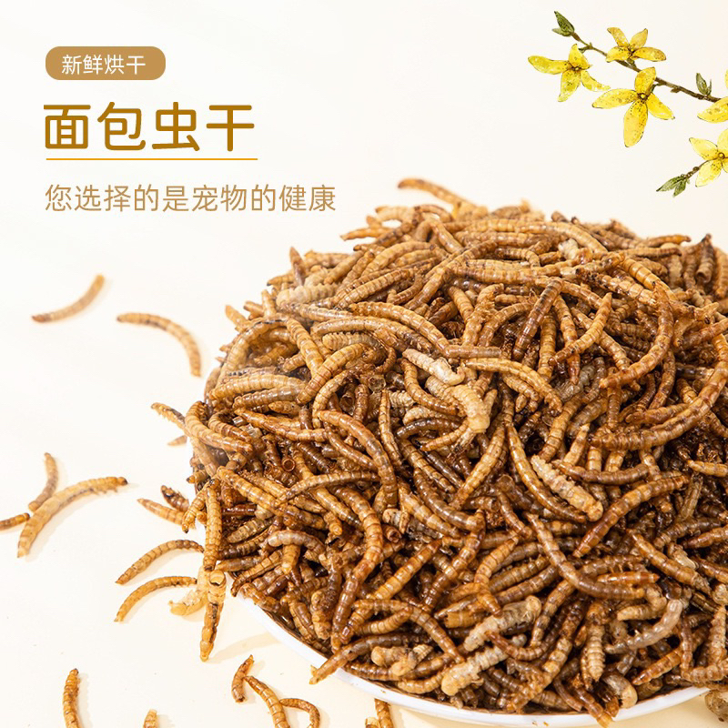Ulat Hongkong Kering 1 KG Makanan Ikan hias burung kicau hamster tupai guinea pig landak