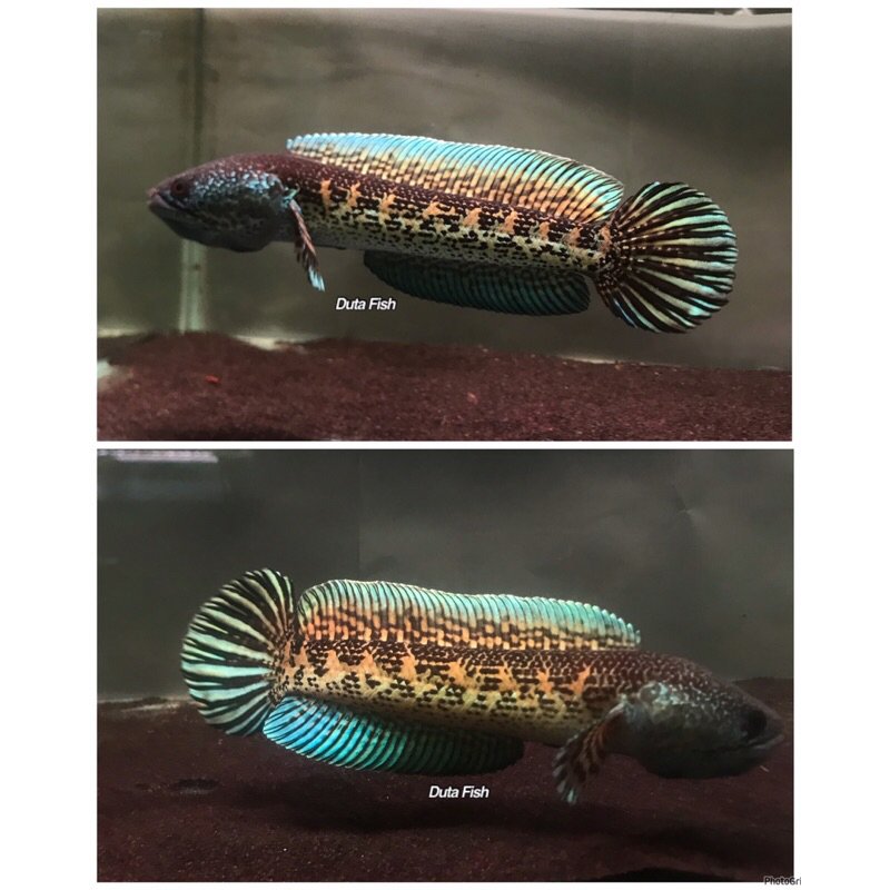 Auranti 20-22 CM Simet