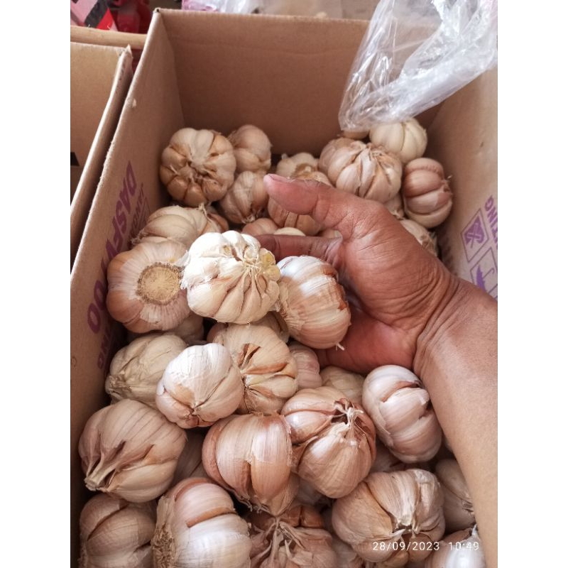 

bawang putih sinco 1/2 kg