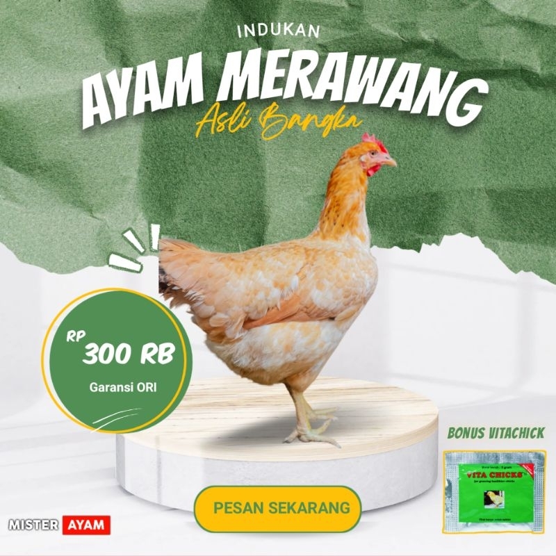 

INDUKAN AYAM MERAWANG