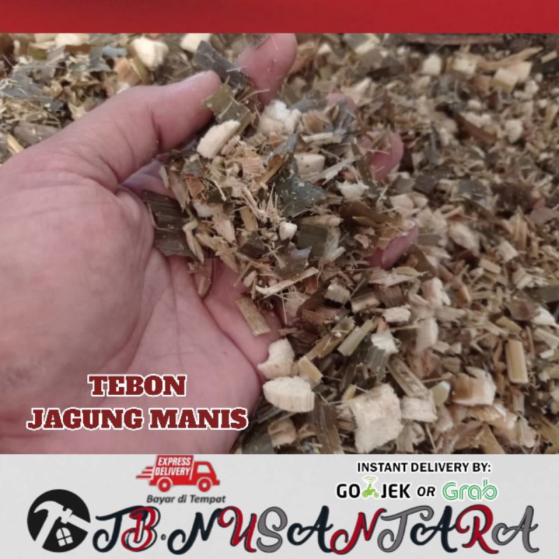 pakan sapi kambing domba silase tebon jagung manis