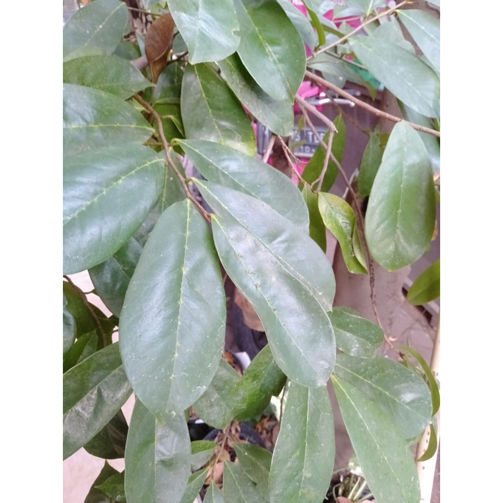 

DAUN SIRSAT SEGAR, DAUN JAMBU BIJI SEGAR DAN DAUN SIRSAT KERING