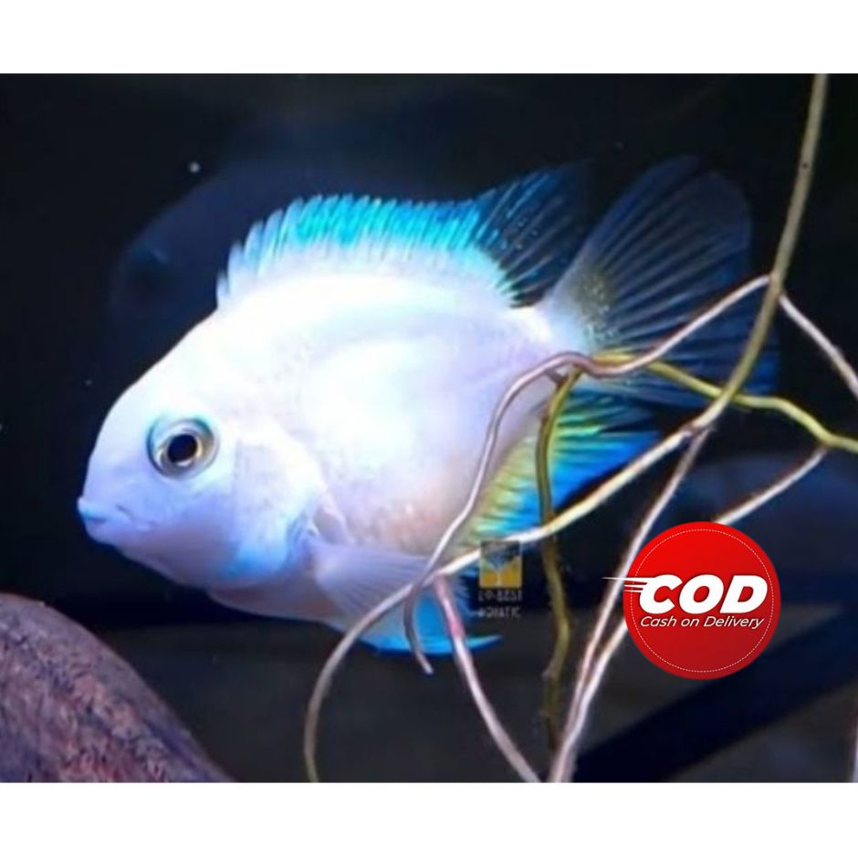 PLATINUM POLLAR PARROT ISI 10 EKOR DEKORASI AKUARIUM HIASAN AKUARIUM bonus pakan AKSESORIS AQUARIUM 