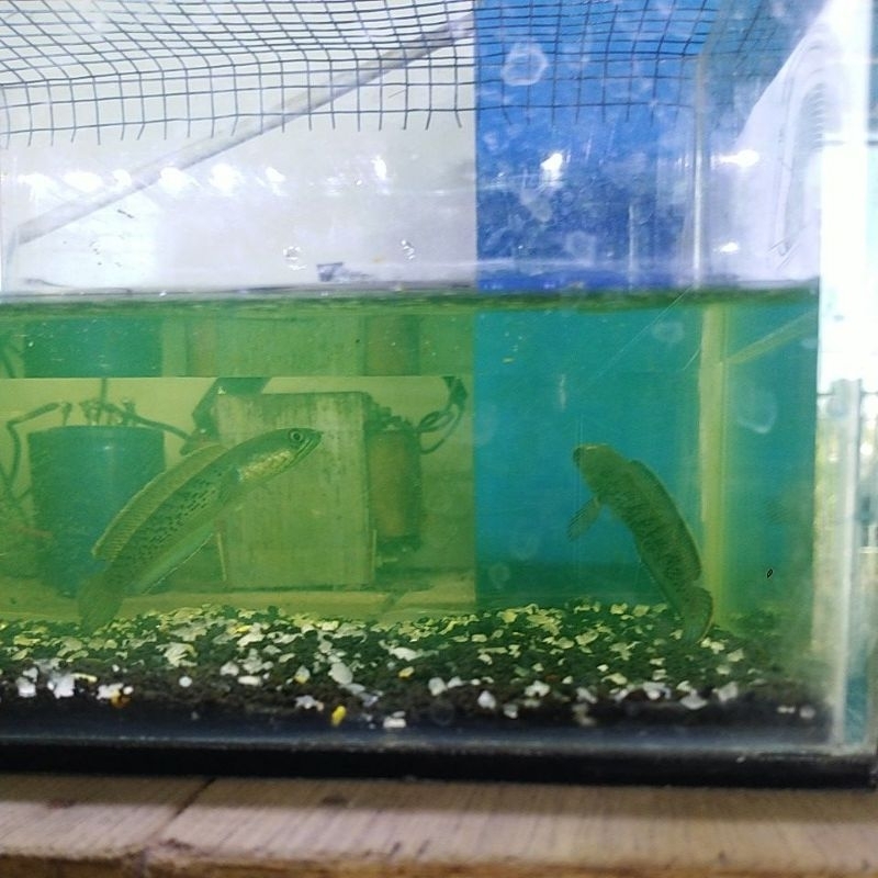 cana stewarti karbi uk 7-8 cm josjis