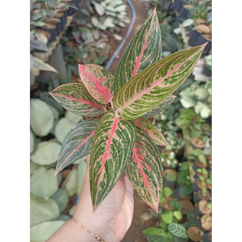 Aglonema Aglaonema Red Legacy / Legacy Merah