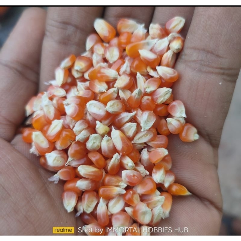 jagung kristal super brebes 25kg