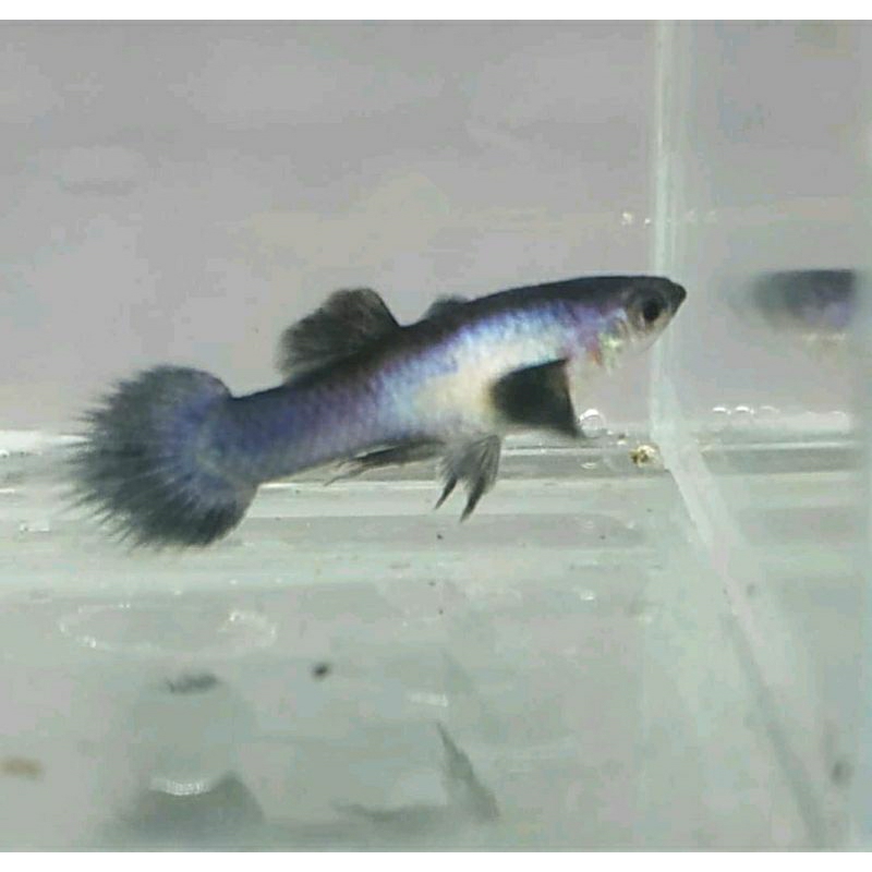 Guppy mini panda