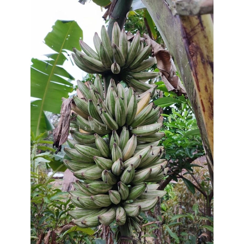 GARANSI  Bibit Pisang Varigata,  Pisang Varigata Florida, Pisang Varigata