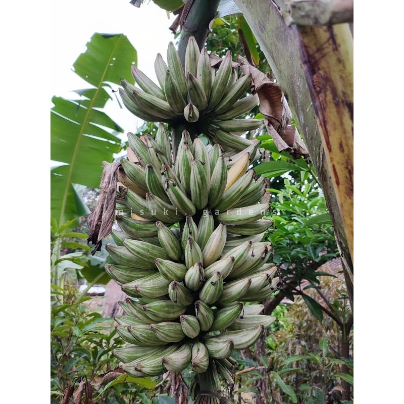 GARANSI !!! Bibit Pisang Varigata,  Pisang Varigata Florida, Pisang Varigata