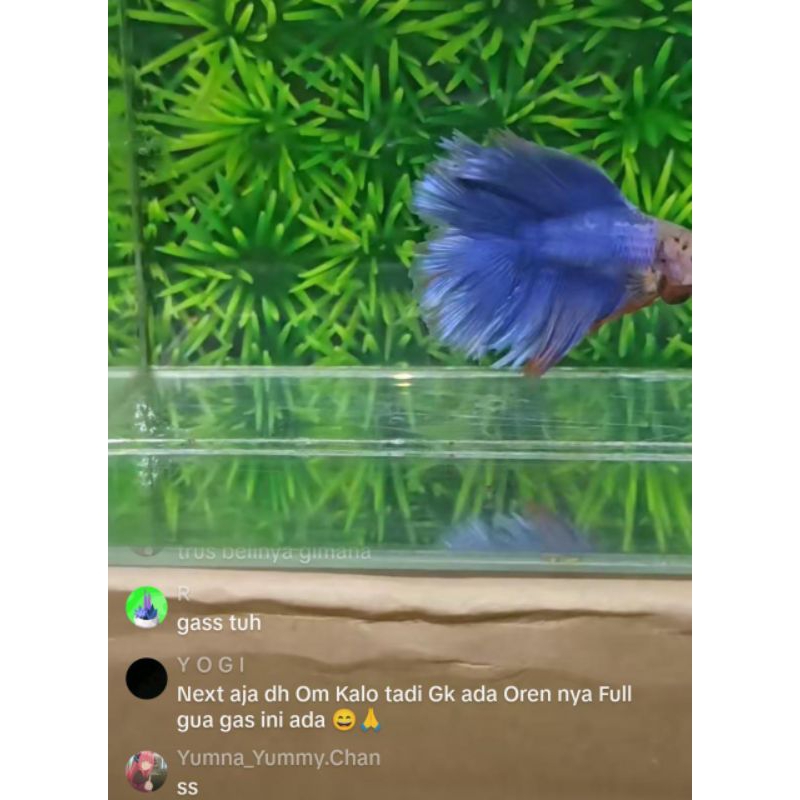 Halfmoon avatar copper