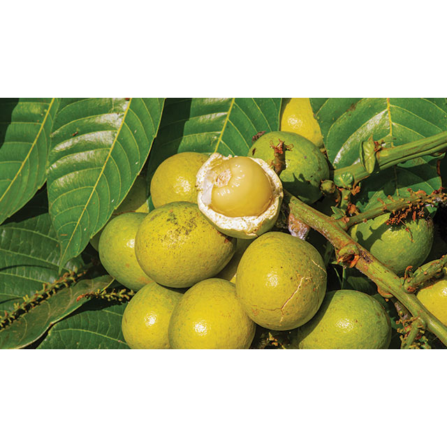 BIBIT BERKUALITAS BIBIT BUAH MATOA HIJAU