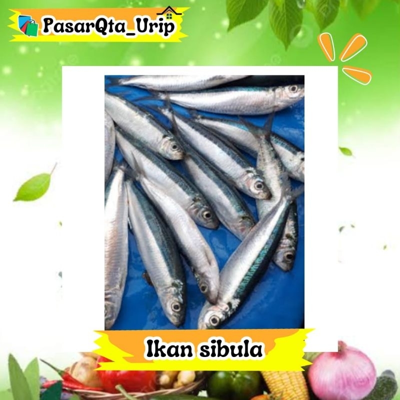 

Ikan sibula isi 4 ekor atau lebih di sesuaikan stock ikan yg ready / Pasar online makassar / pasar ikan makassar