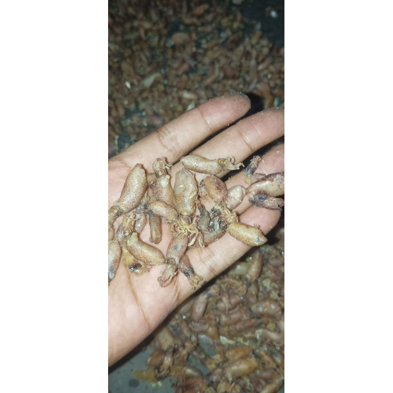 

Baby cumi asli, jika tidak asli uang kembali