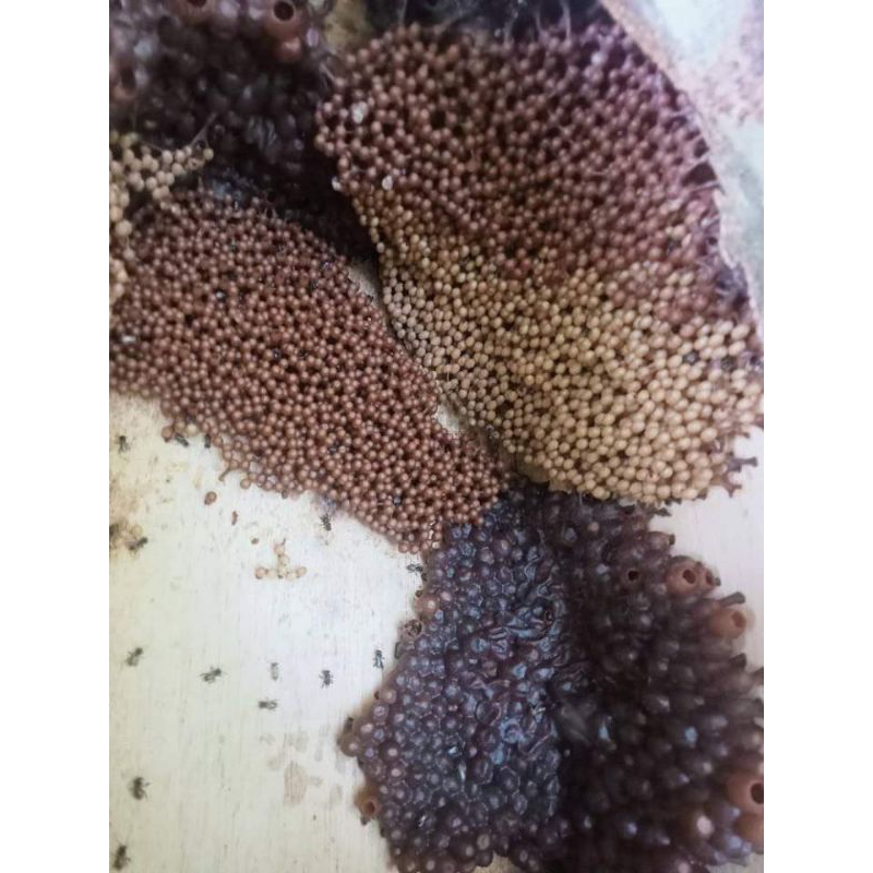 Ikhsan Ferdinan Madu Kelulut/ Trigona 500 Ml,Madu Klanceng Bambu Murni 100% Madu Asam Urat