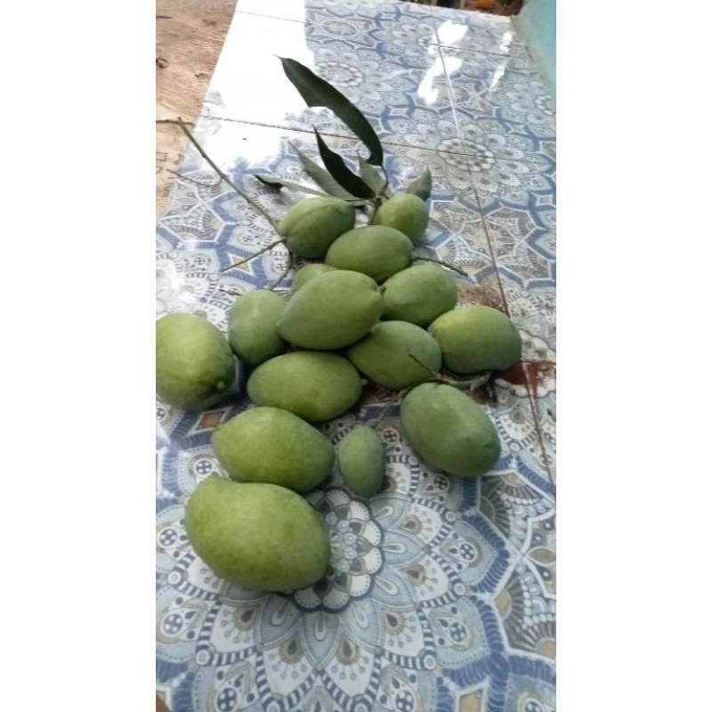 BUAH MANGGA MUDA RUJAK MANGGA PETIS  SEGAR