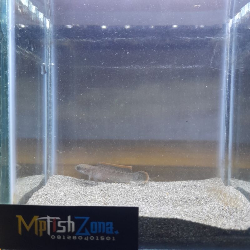 Channa Limbata lawu size ±6cm rim tebal & merah meronta bahan pilihan  berkualitas