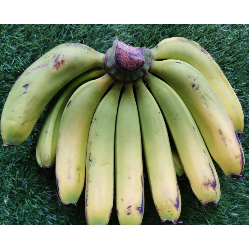 BUAH PISANG AMBON 1 SISIR MATANG MANIS