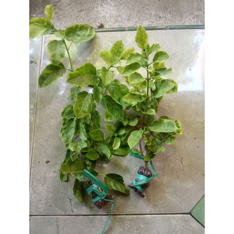 Bibit sancang golden variegata