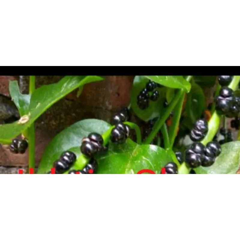

BUAH ANGKUNG OBAT STROKE DLL