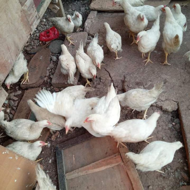 

Ayam Pejantan Muda Segar