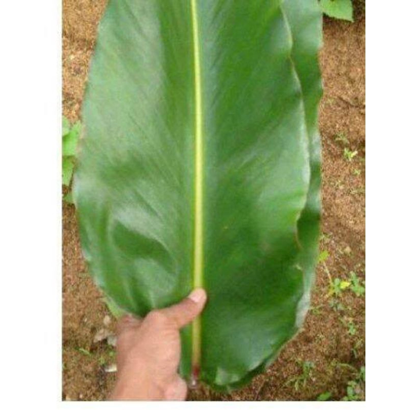 

jual daun honje segar untuk kanker peradangan penyakit kulit dll 300grm