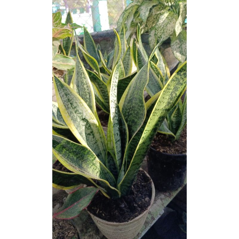 SENSIVERA SUPERBA/TANAMAN HIAS SENSIVERA