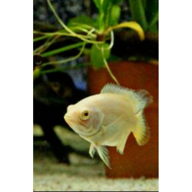ikan hias Oscar Paris albino mata merah