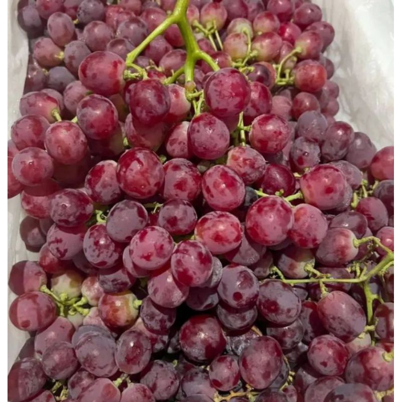 

buah anggur
