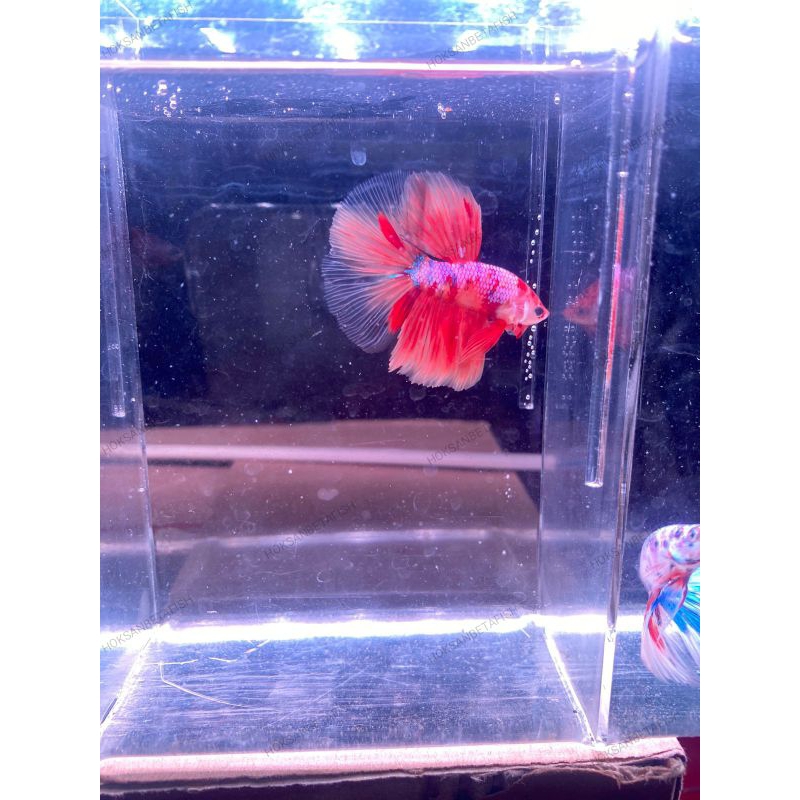 cupang/betafish - Halfmoon nemo(HM)