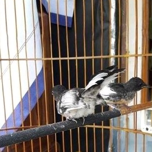 anakan murai trotol blorok