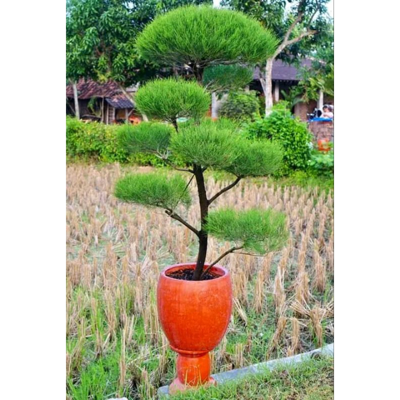 PROMO Pohon Cemara Udang Uk 1.3 - 1.5 Meter Besar Rimbun