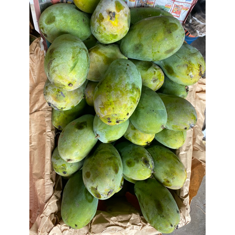

Mangga Harum Manis