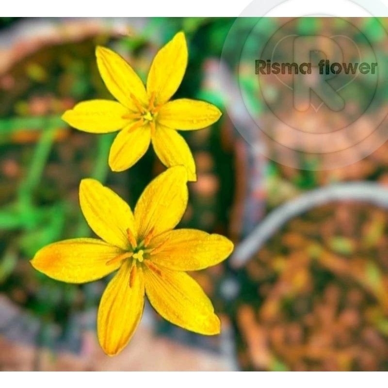 TERLARIS TANAMAN HIAS POHON RAIN LILY KUNING CANTIK // pohon rain lily