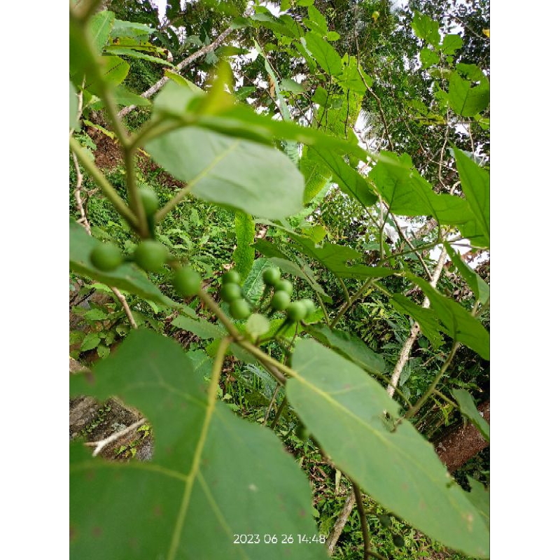 

Takokak segar 500 gram