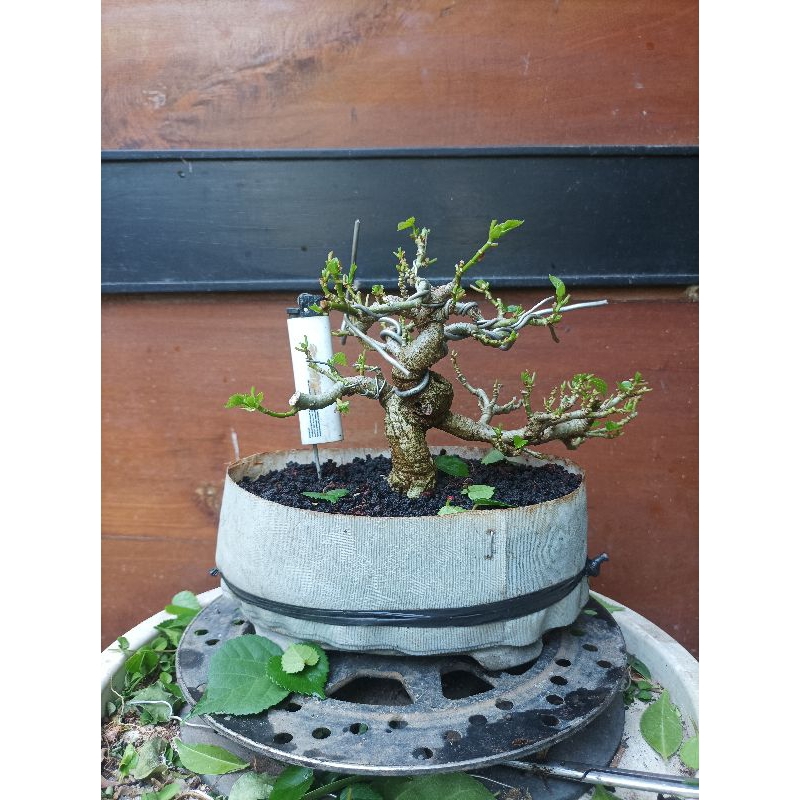 BONSAI BAHAN JADI SETENGAH JADI WARU THAILAND TAIWAN INDIA VIETNAM JEPANG MERAH VARIGATA UKURAN MAME