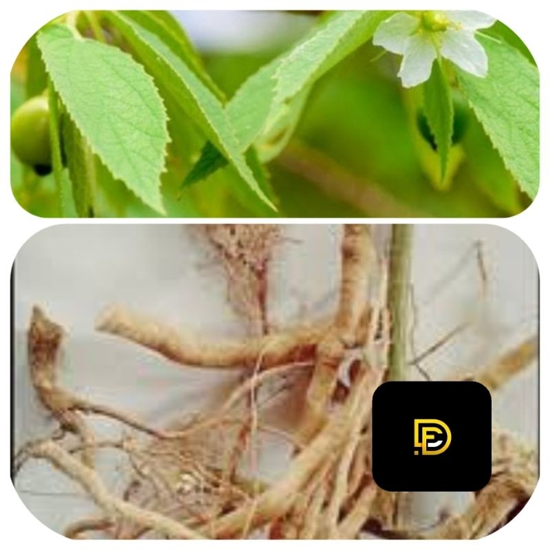 

Akar kersen akar daun kersen segar 500 gram-az