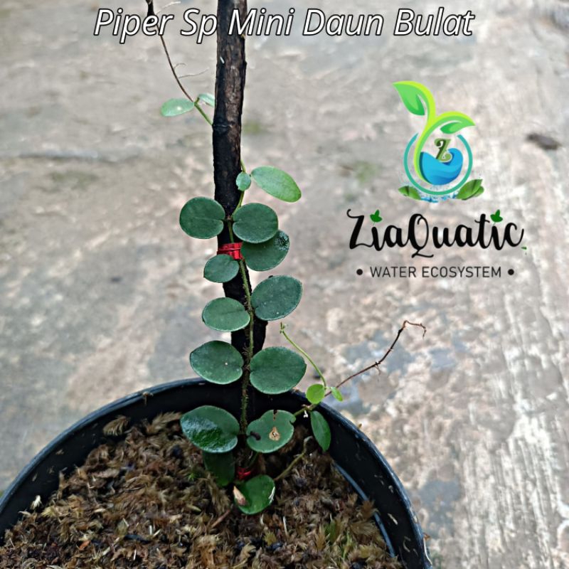 Piper Sp Mini Daun Bulat - Tanaman Paludarium Terrarium Climbingplant