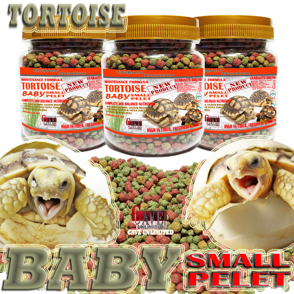 MAKANAN TORTOISE BABY SULCATA SULKATA LEOPARD PARDALIS INSTAR ALDABRA RUSIAN RADIATA CHERY HEAD FORS
