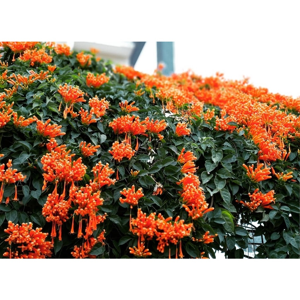 Tanaman Hias Bunga Flame Vine  - bibit bunga flame vine rambat - merambat