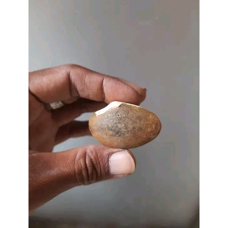 fosil kerang natural alam